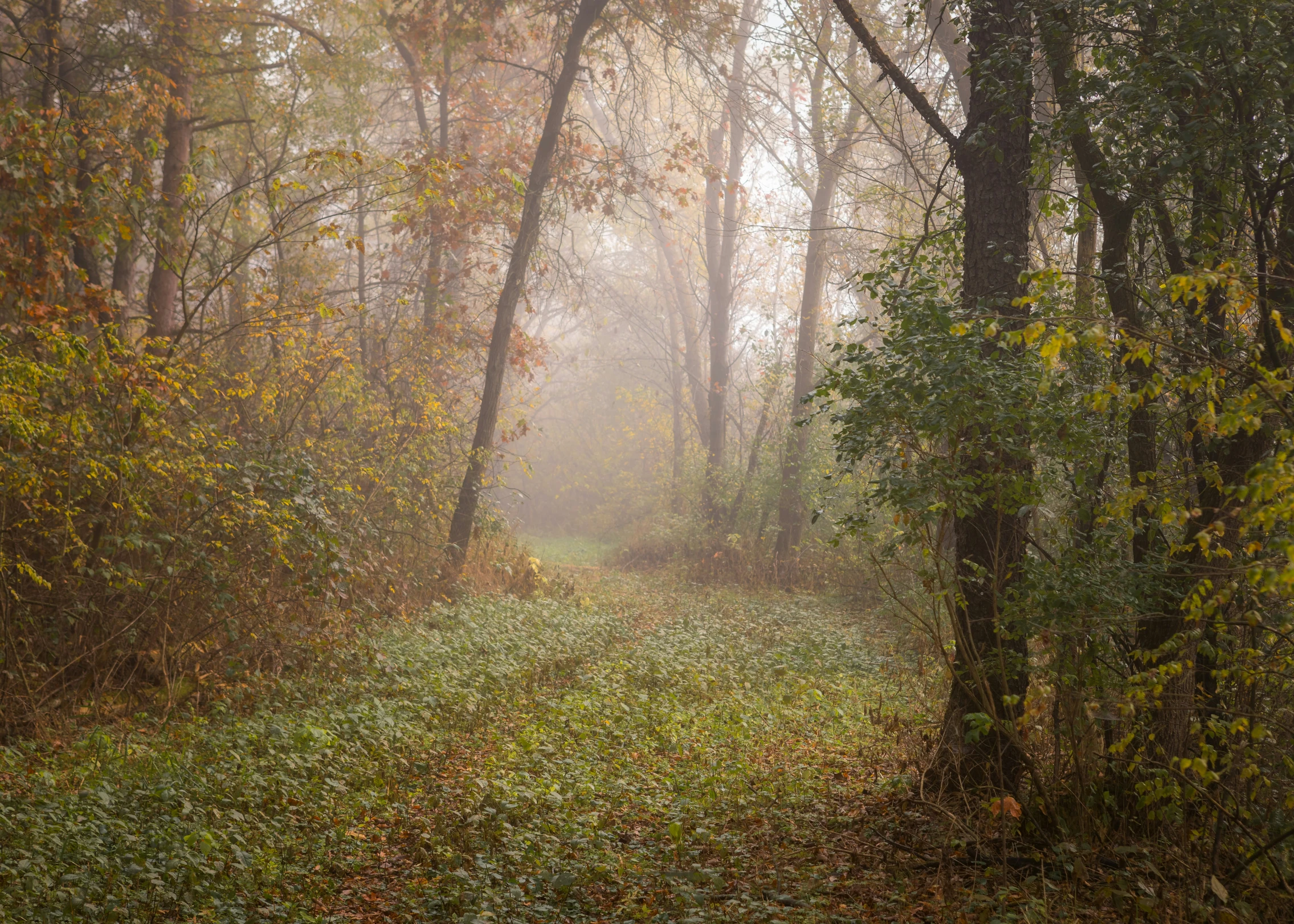 a path going through the woods through some trees