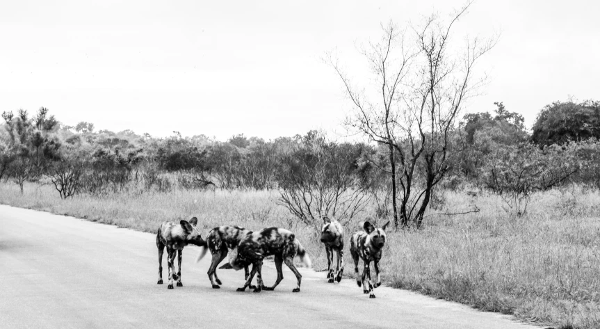 horses walk down the road with a man on top