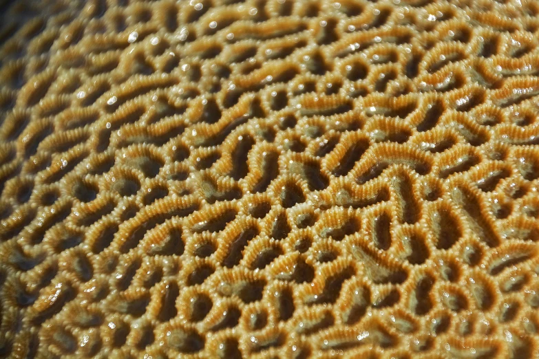 a closeup view of the insides of a flower