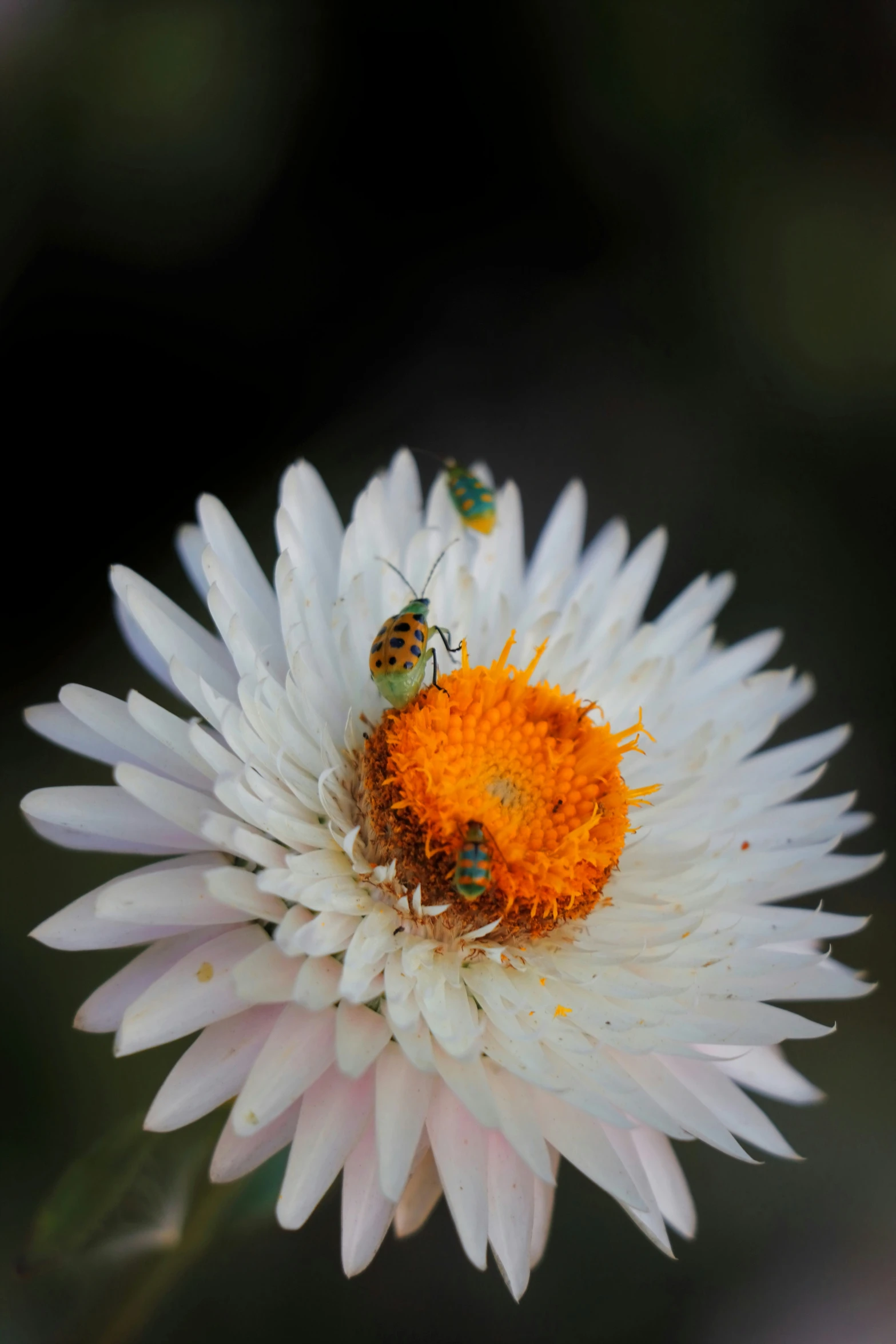 two bees sitting on a white and orange flower