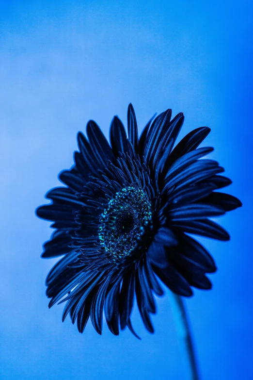 a flower in the middle of a blue pograph