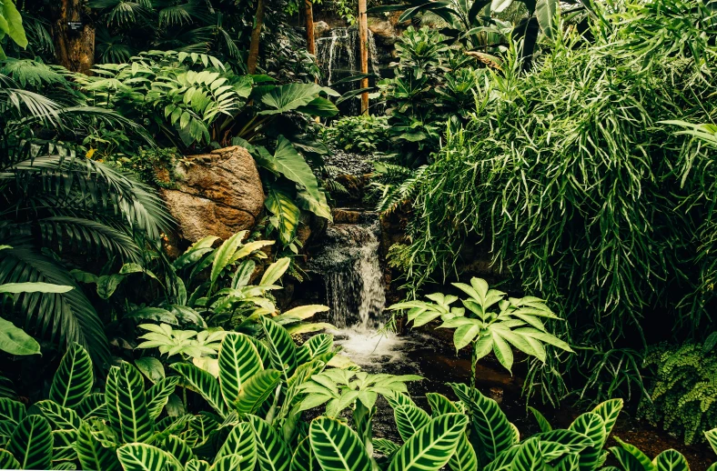 the jungle of tropical plants with an exotic waterfall