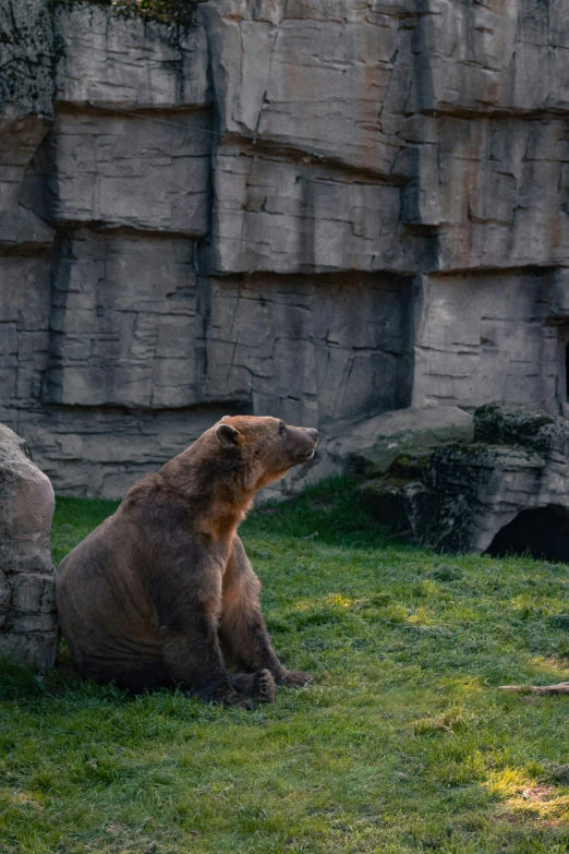 an adult bear sits and watches soing in the distance