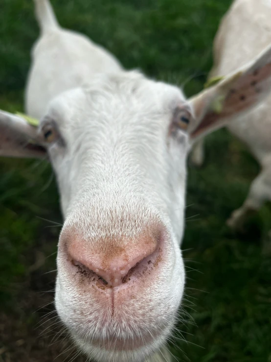 a goat looking into the camera while it's nose is slightly open