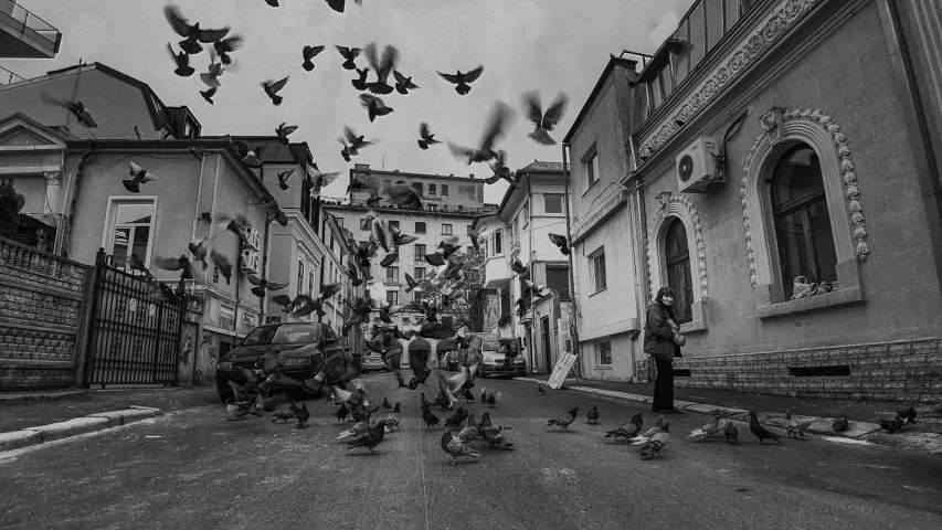 a black and white po of many birds flying over people