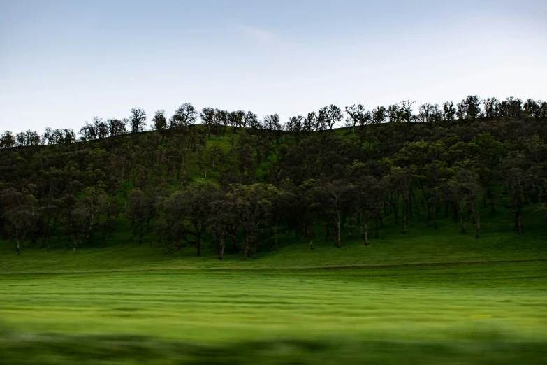 a big grassy field is in front of a wooded hillside