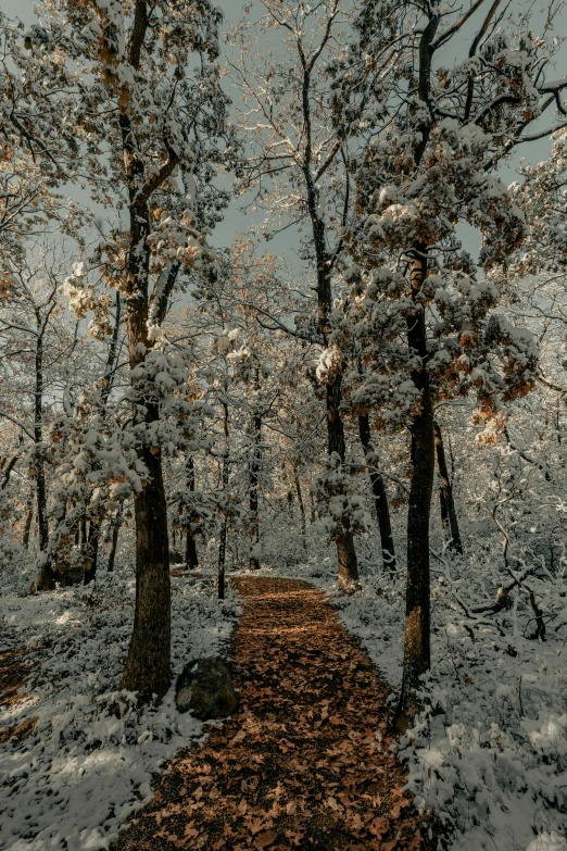 snowy trees and a walkway in the woods