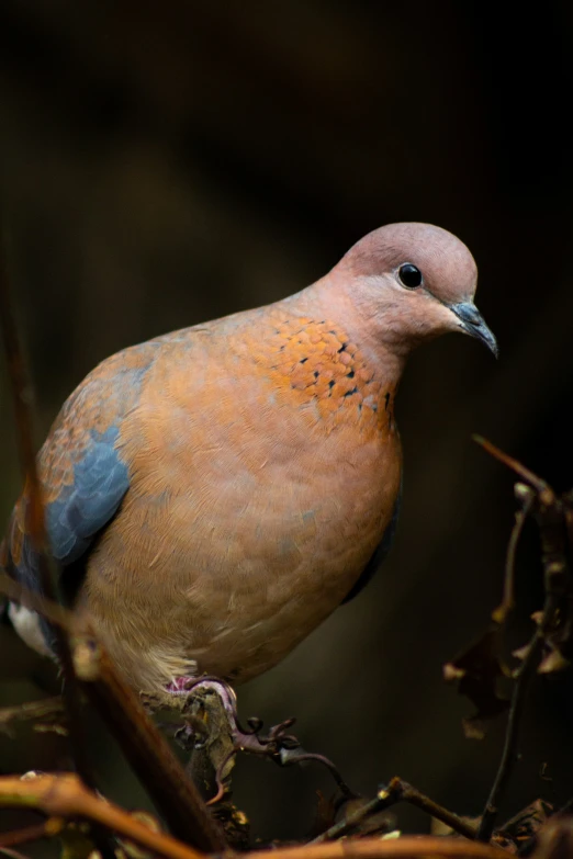 a close up view of a bird perched on a tree nch