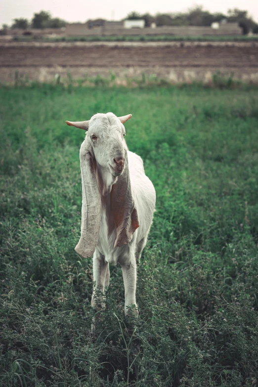 a brown and white cow is standing in the grass