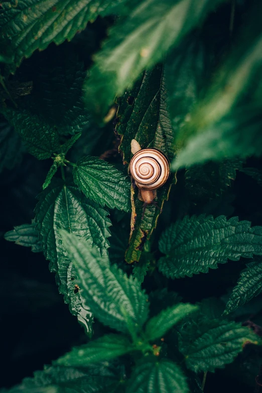 a snail climbing up a green leafy plant