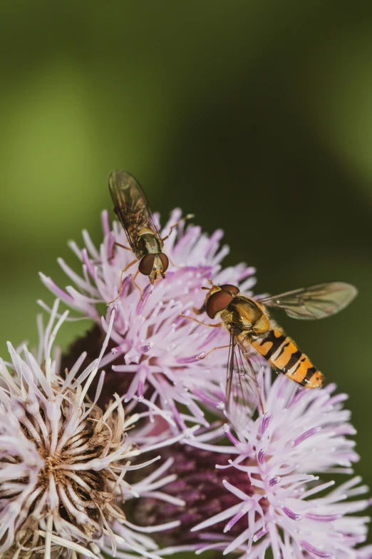 two small insect sitting on top of a flower