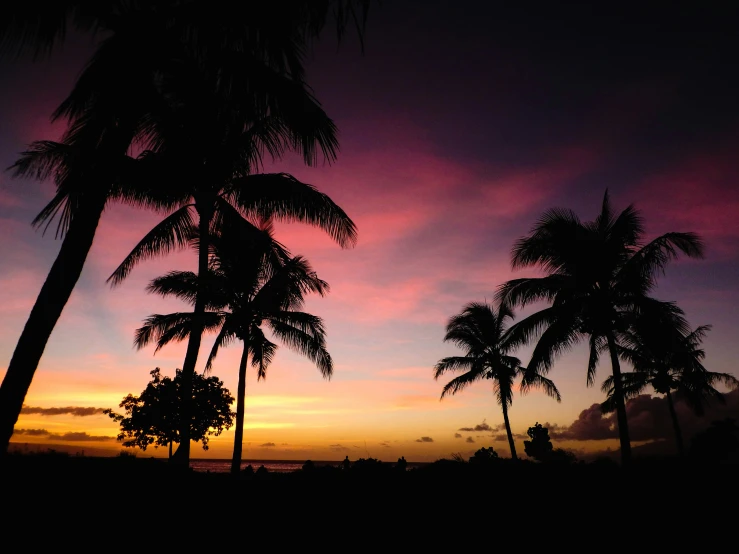 three palm trees are silhouetted against a purple and blue sky