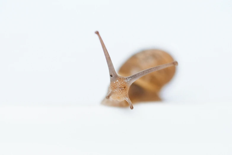 a single snail moving through a white surface