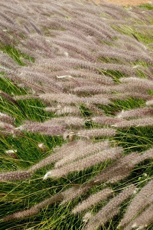 there are many plants in the grass near a fence