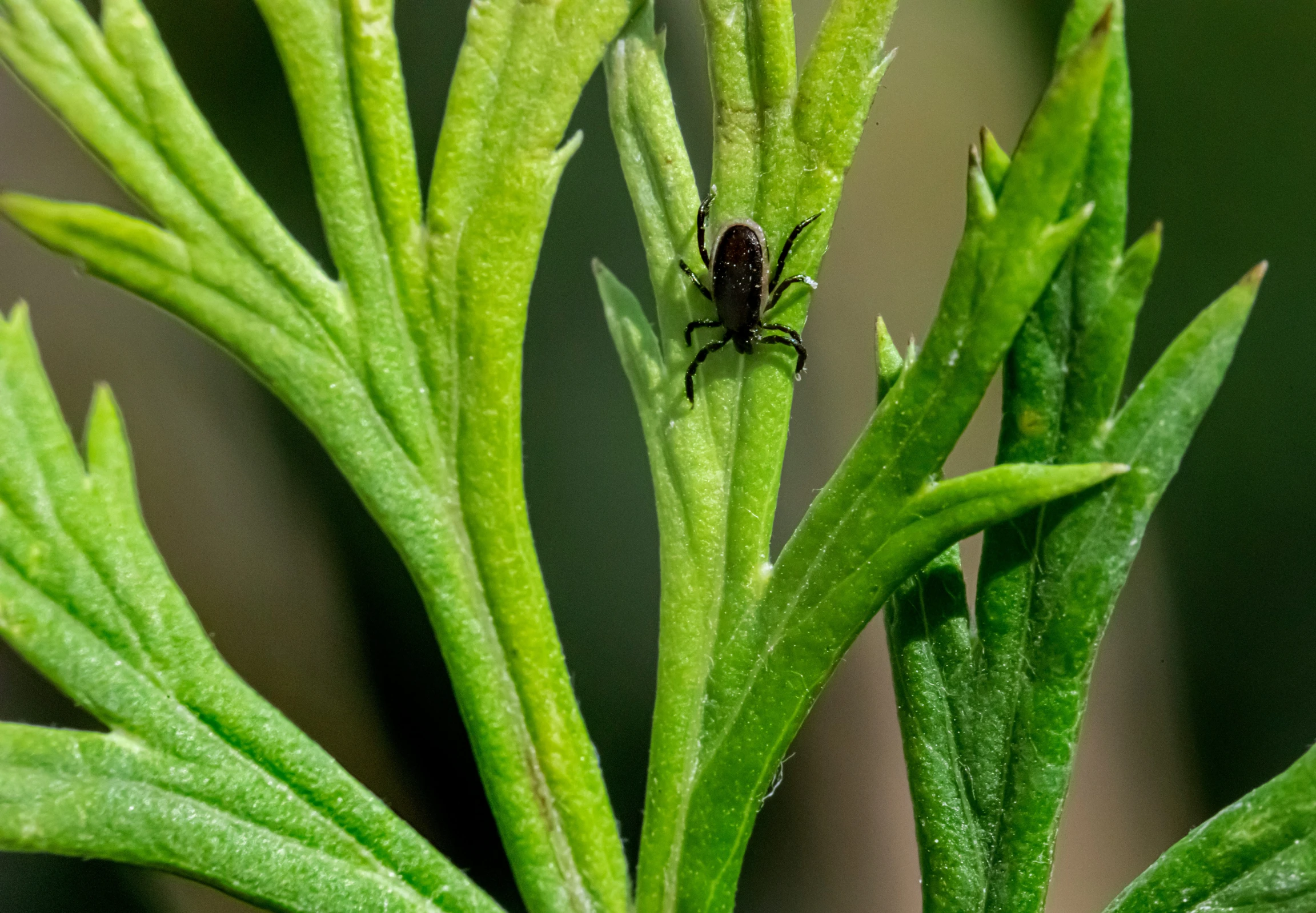 a fly sitting on the middle of a plant