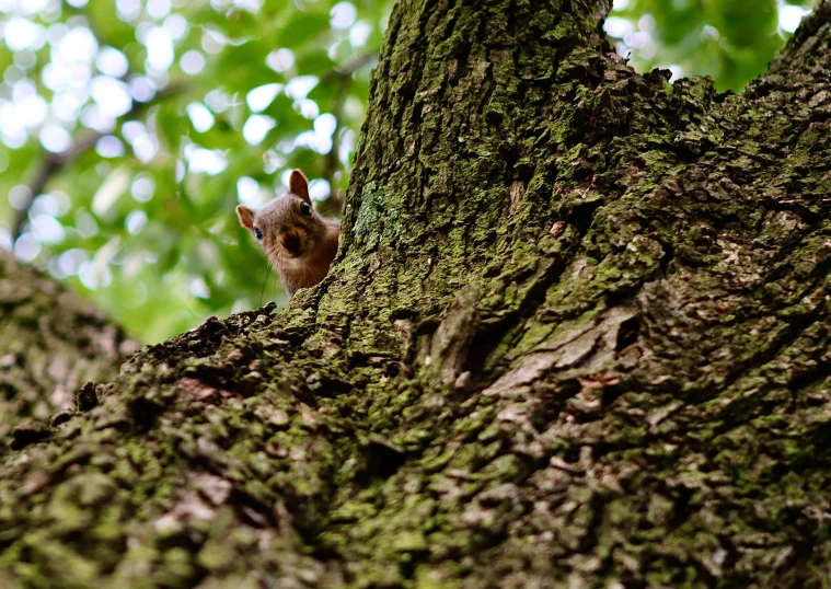 a squirrel in a tree looking at soing