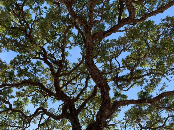 a man stands on the dirt next to a tree