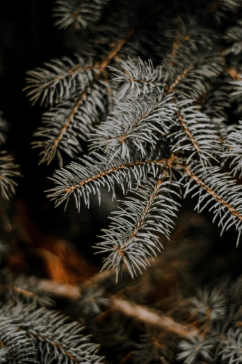 the tip of a pine tree nch showing leaves