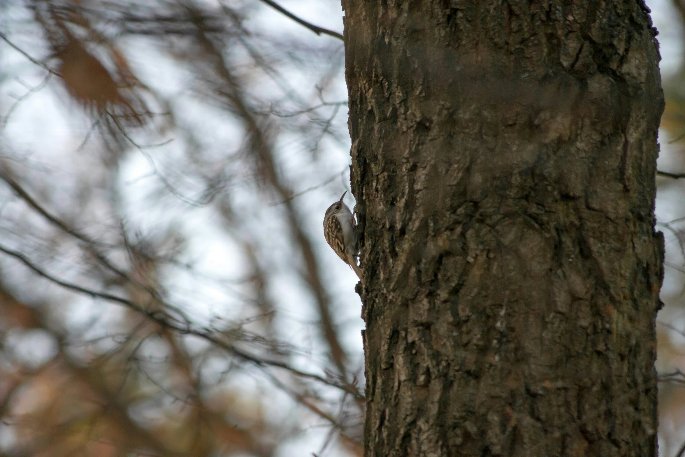 a bird sits on the bark of a tree