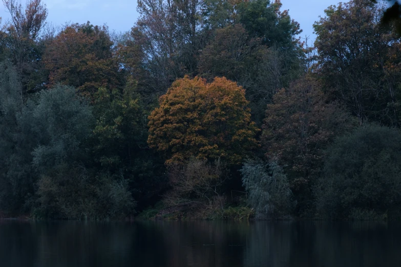 a tree that is standing near a body of water