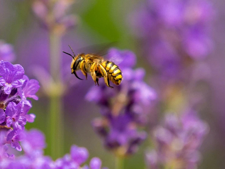 a bee is flying near purple flowers