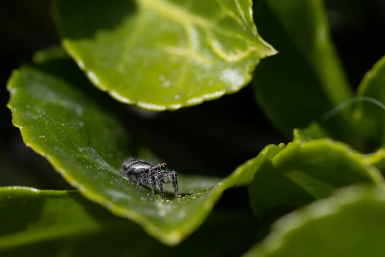 an adult spider is sitting on some green leafy leaves