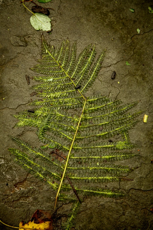 a single green leaf on top of the ground