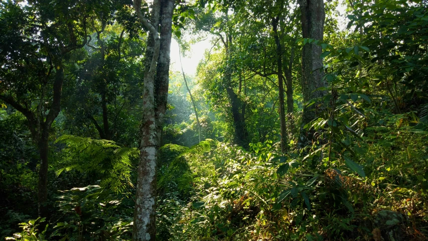 a small trail through the woods leading to many trees