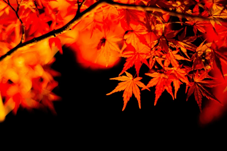 closeup of the nches of a fall tree with a vint red foliage