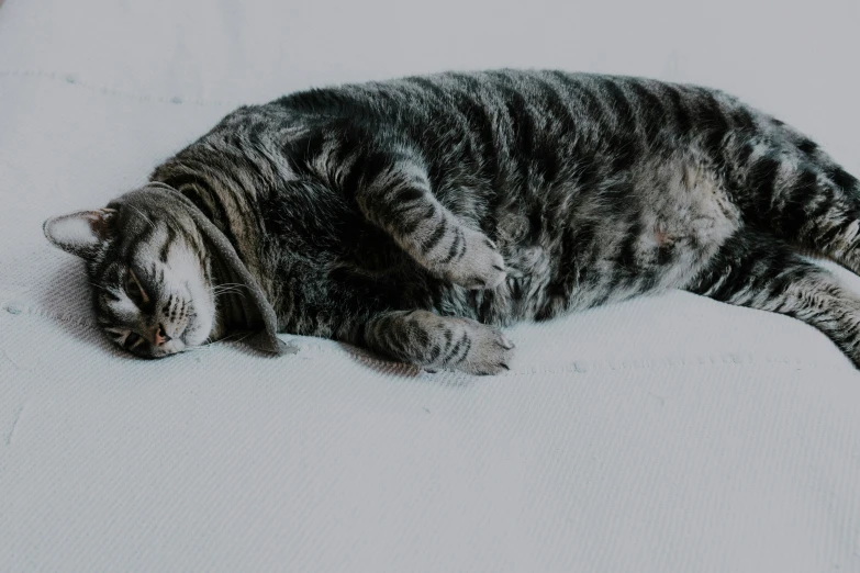 a gray cat laying on top of a white bed