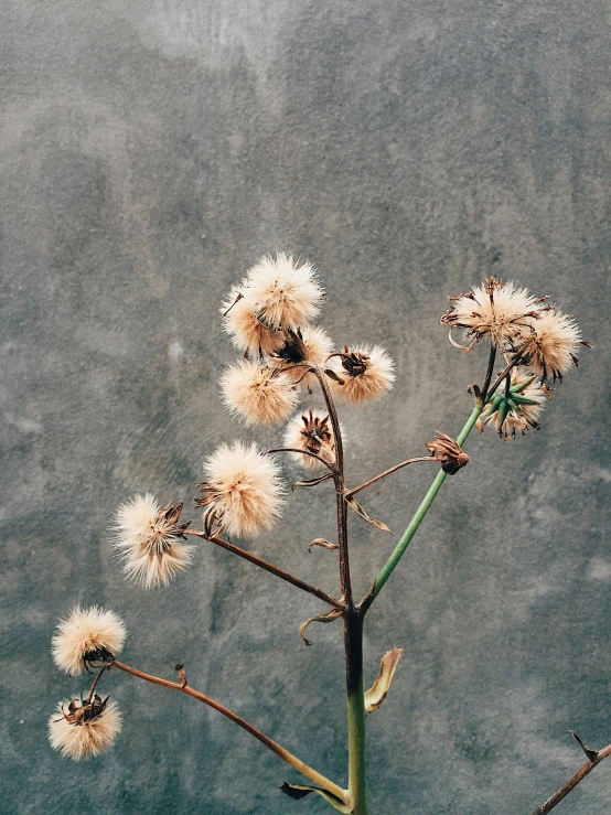 the seed head of a plant with multiple seeds