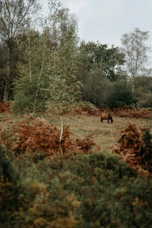 an image of a animal that is grazing in the grass