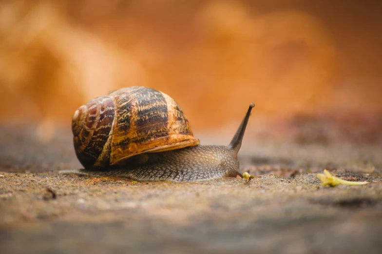 a snail with a shell that has been turned upside down