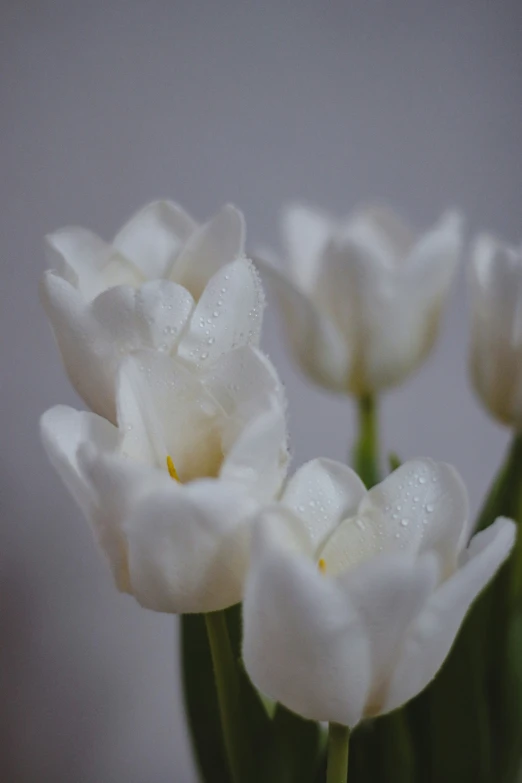 a couple of white flowers sitting in a vase