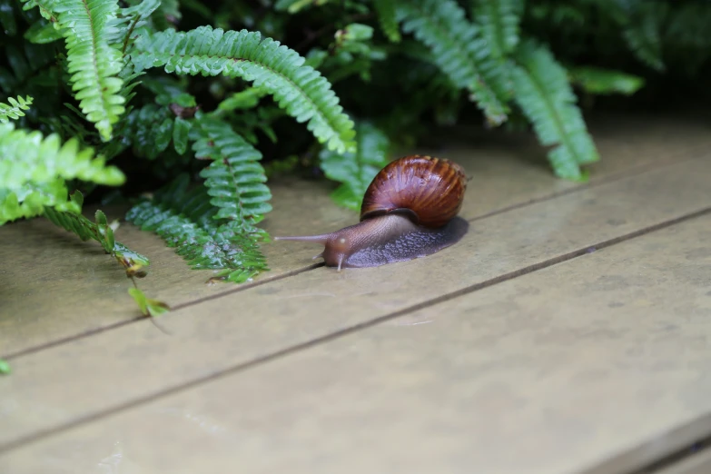 the slug is crawling away from the green plant