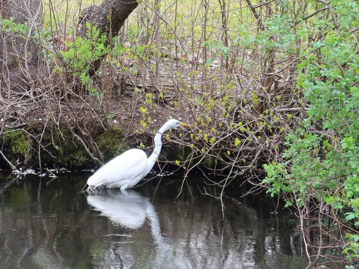 a large white bird with long neck sitting in the water