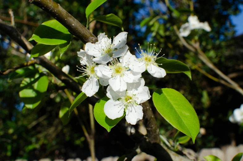 a bunch of white flowers on a tree nch