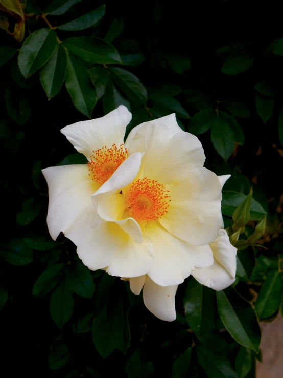 a couple of white flowers that are near each other