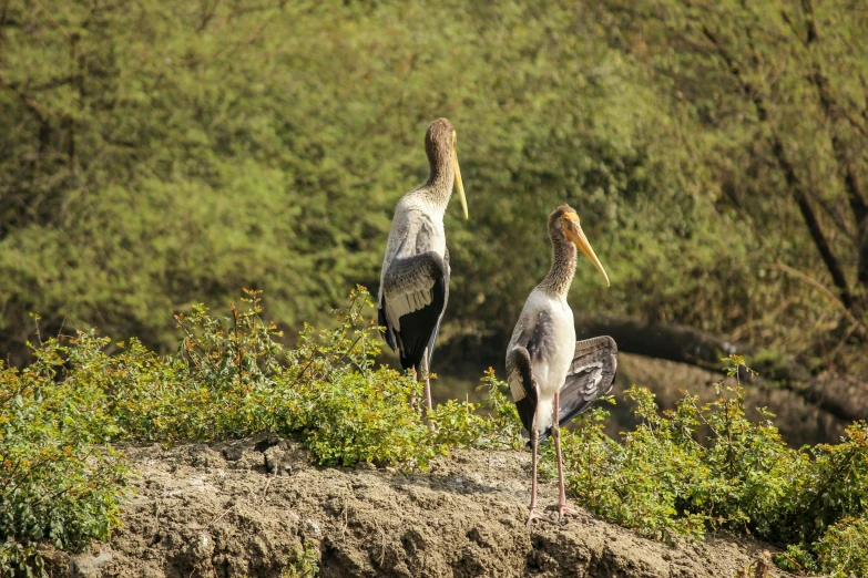 two birds sit on the side of the road near some bushes