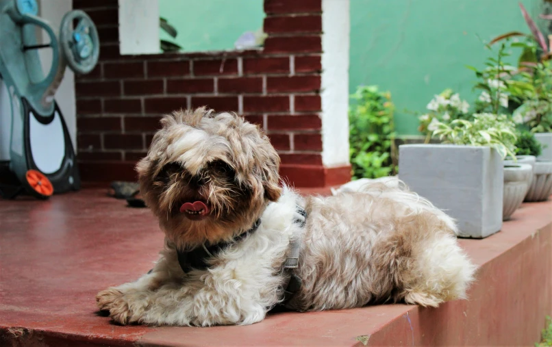 a dog that is laying down on the steps