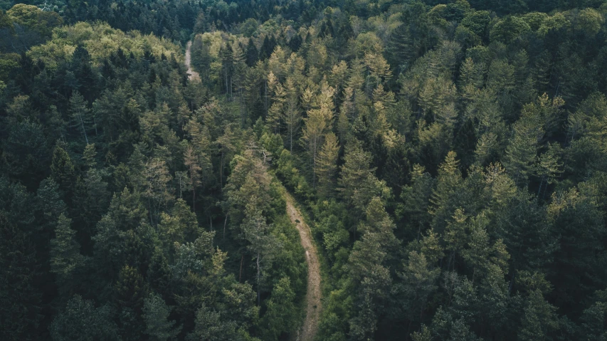 a dirt road in the middle of a forest