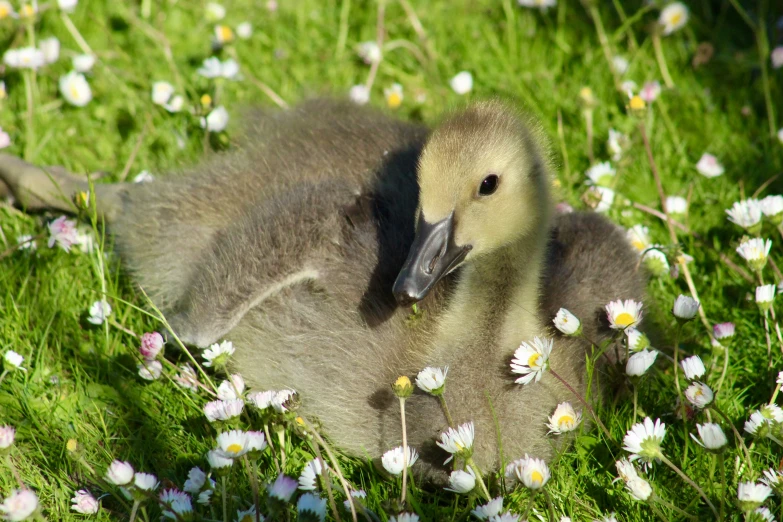 there is a duck sitting in the grass