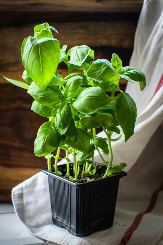 the plant was taken from the windowsill