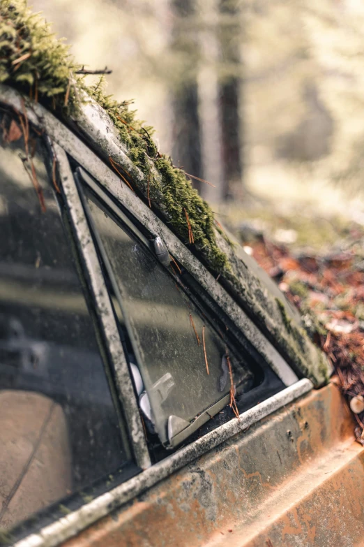 a car with moss growing on top of it