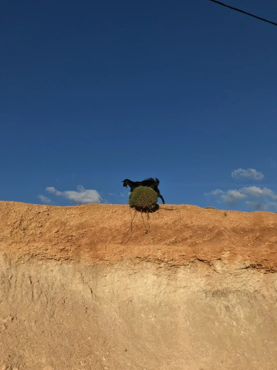 a bird that is standing on the top of a sand hill