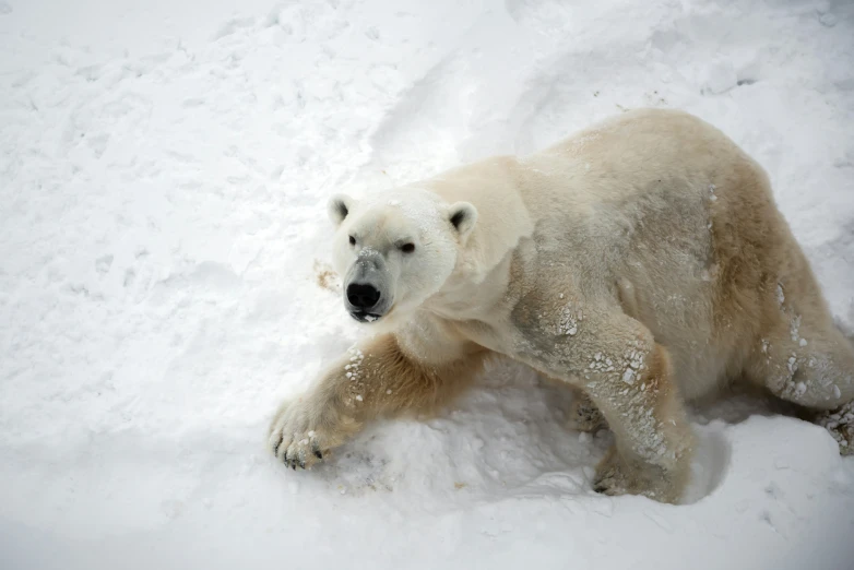 an polar bear stretching its paws out in the snow