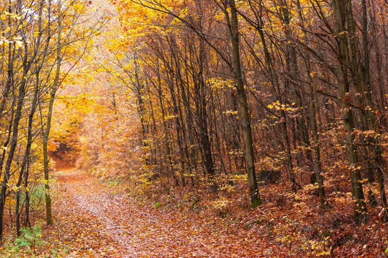 a path in the middle of a forest with lots of trees