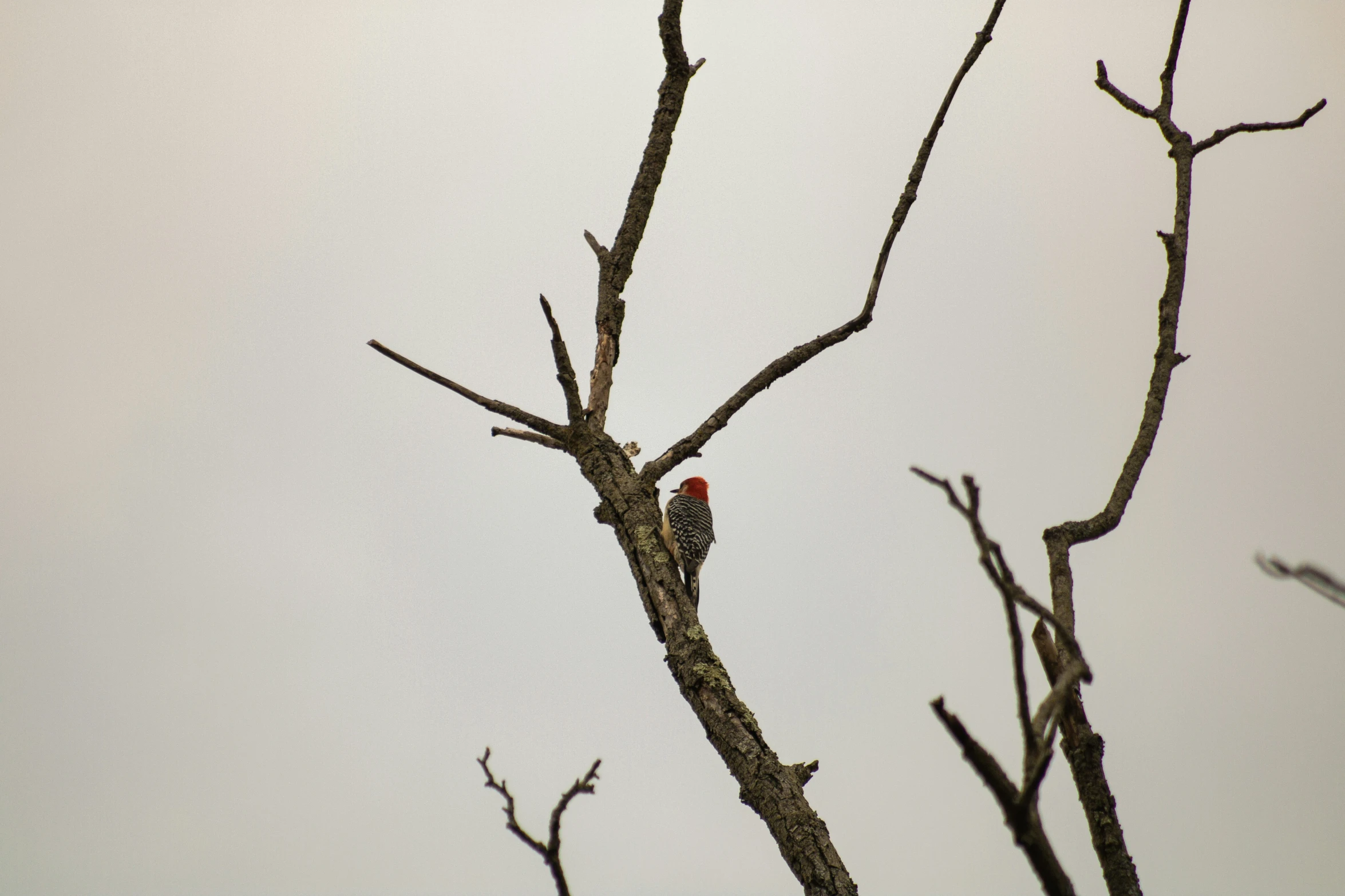 a bird sitting on top of a tree nch