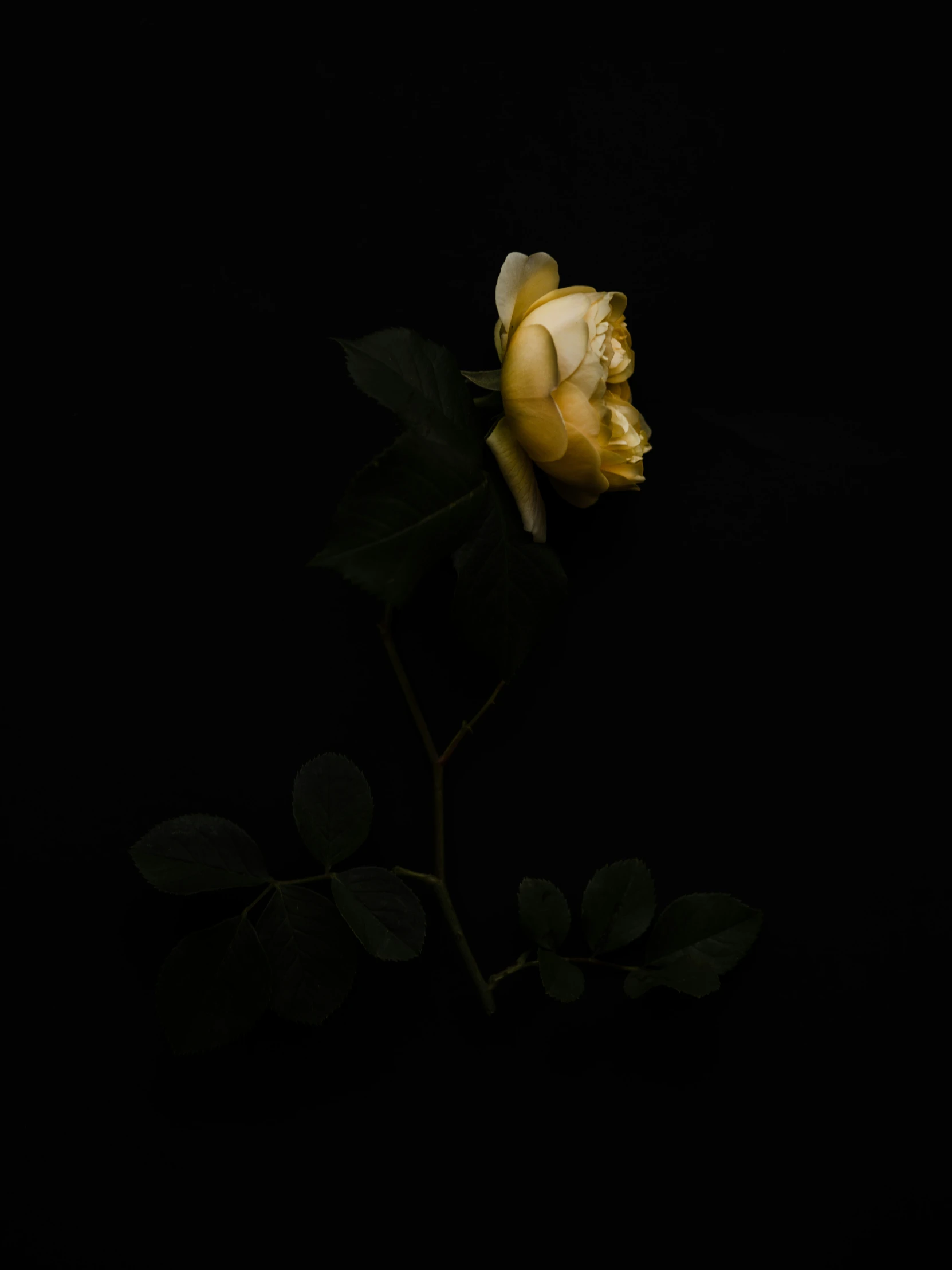 a single yellow rose is pographed in this pograph