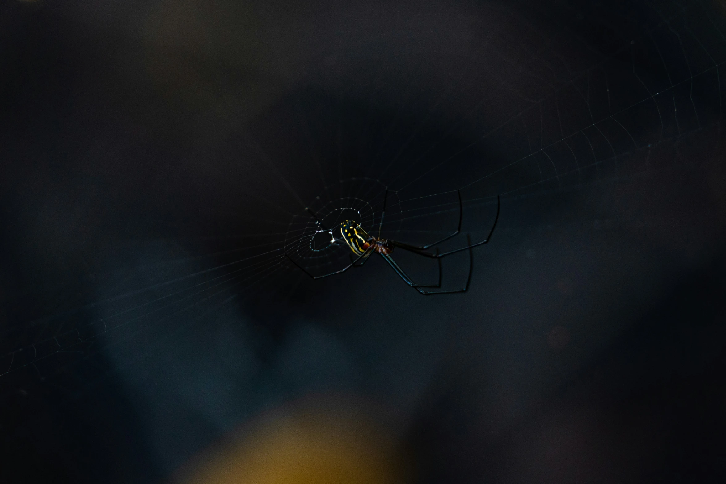 a black and yellow spider is sitting on the web